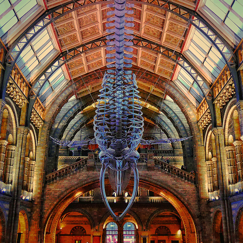 Thumbnail image of Blue Whale Skeleton at The Natural History Museum