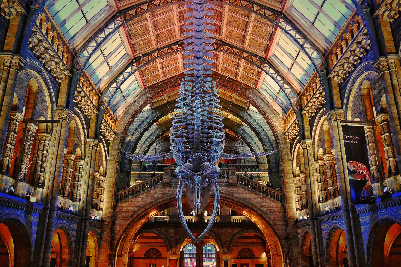 Photograph of a Blue Whale Skeleton at The Natural History Museum